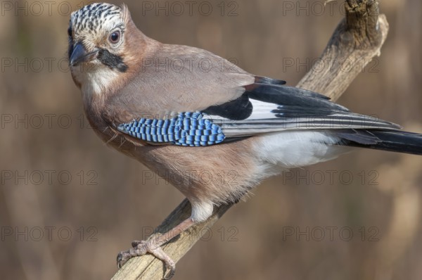 Eurasian Jay (Garrulus glandarius) on a branch in the forest