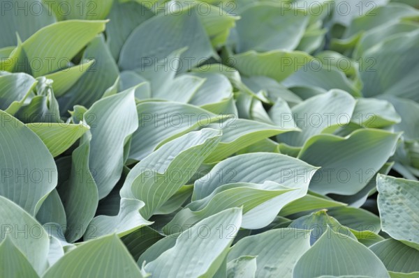 Grey-blue hosta (Hosta 'Krossa shelf'), Prillwitz Castle Park, Przelewice, West Pomerania, Poland, Europe