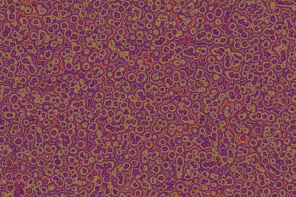 Shape of bacterial cell: cocci, bacilli, spirilla bacteria background