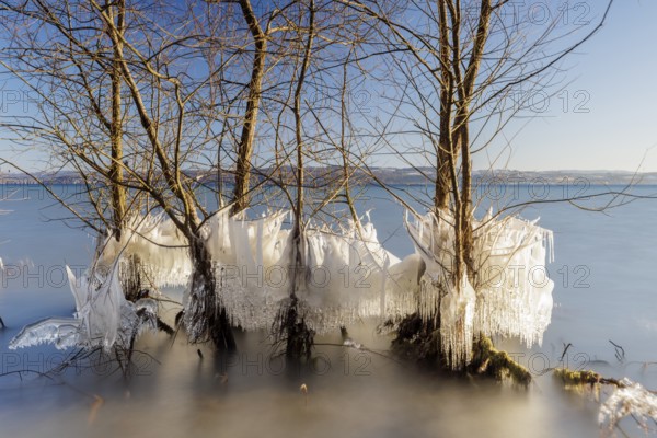 Group of frozen trees by the lake, winter horizon and ice crystals, Hörnle, Constance, Lake Constance, Baden-Württemberg, Germany, Europe