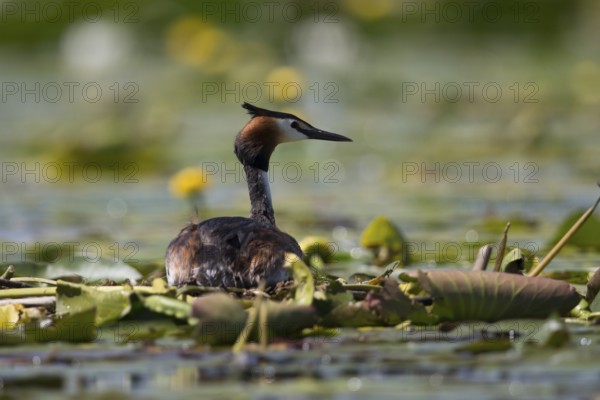 Great crested grebe breeding on its nest