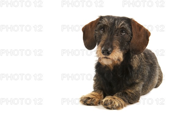Wire haired dachshund isolated over white background