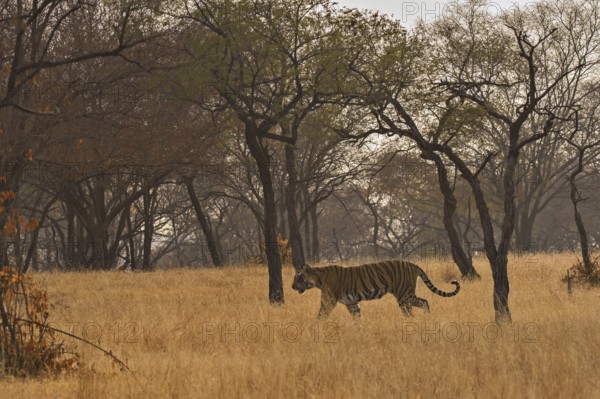 Tiger in Ranthambhore national park, rajasthan, India, Asia