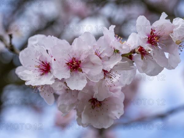 Almond blossom (Prunus dulcis), Maikammer, Rhineland-Palatinate, Germany, Europe