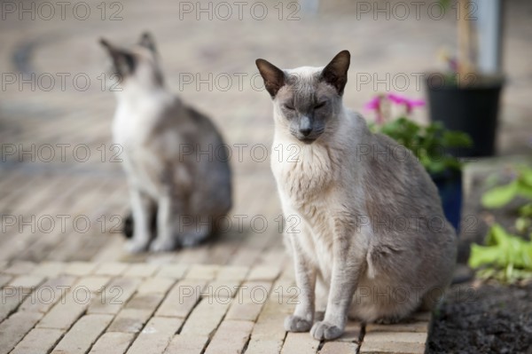 Siamese cats sitting outdoor in the garden