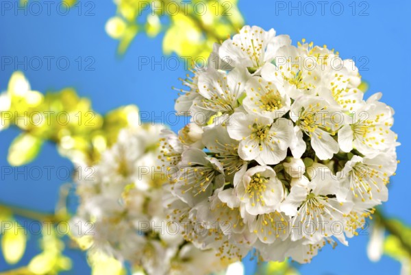 Cherry blossom with leafs and light background