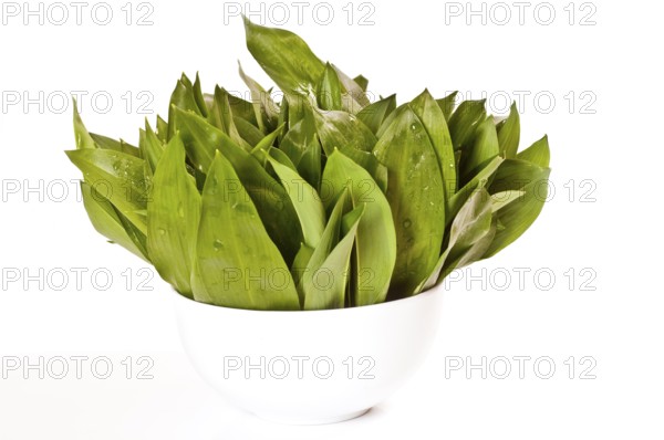 Wild garlic on a white background