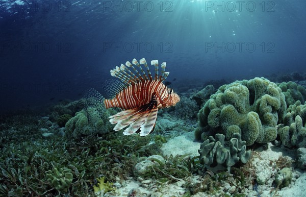 Common lionfish over seagrass, Pterois volitans, Indonesia, Raja Ampat, Irian Jaya, West Papua, Indian Ocean, Asia