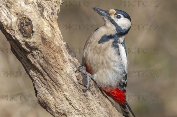 Great Spotted Woodpecker (Dendrocopos major) on a branch in the forest. Bas-Rhin, Alsace, Grand Est, France, Europe