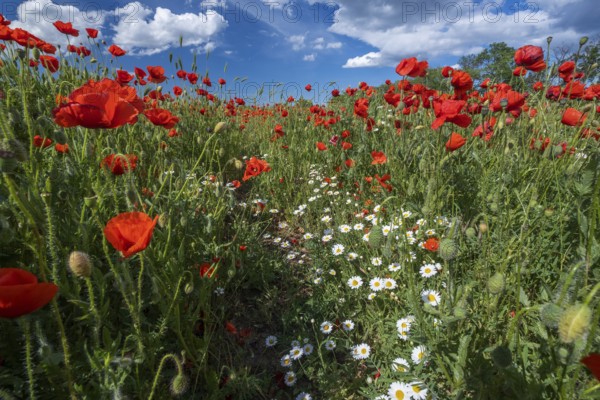 Field of poppy flowers and daisies at summer