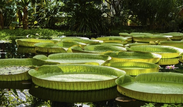Giant water lily leaves, victoria cruziana in a water pond