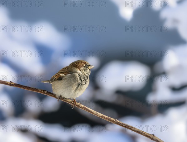 Closeup of a sparrow sitting on a snow covered bush