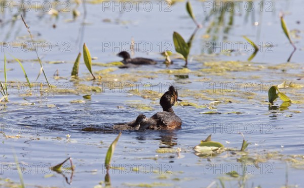 Grebe with Babies chicks in pond in Saskatchewan Canada