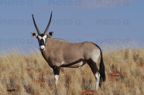 Oryx antelope (Oryx) antelope, Namibia, Africa, (Oryx), Horse bucks, Africa
