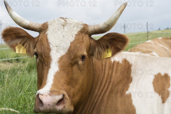 Cow with horns - portrait, Austria, Europe