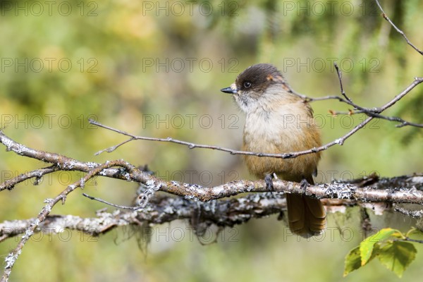 Siberian jay in Sweden in autumn Siberian jay in Sweden in autumn