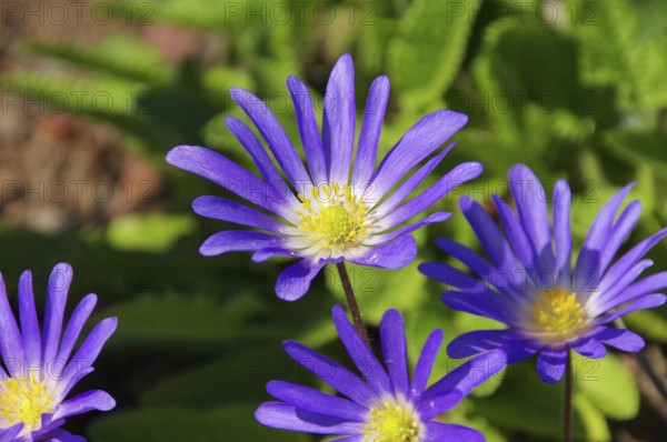 Anemone blue, Greek windflower 01