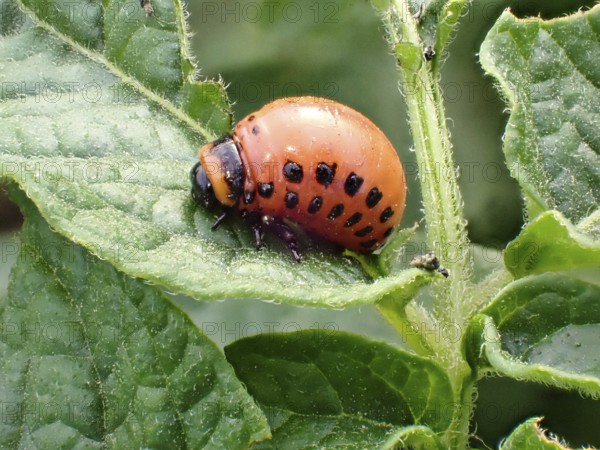 Larva of a Colorado potato beetle (Leptinotarsa decemlineata), Lower Rhine, North Rhine-Westphalia, Germany, Europe