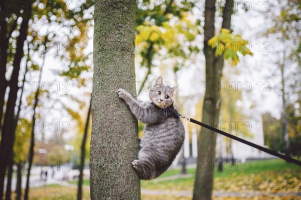 Male cat domestic gray wool stripes young good shape, dressed cat leash harness climbs a tree for hunting bird, attentive focused look and claws are visible, close-up on the outside bright daylight