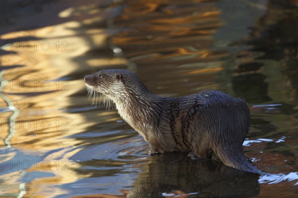 Otter (Lutra lutra) in water, captive, Tyrol, Austria, Europe