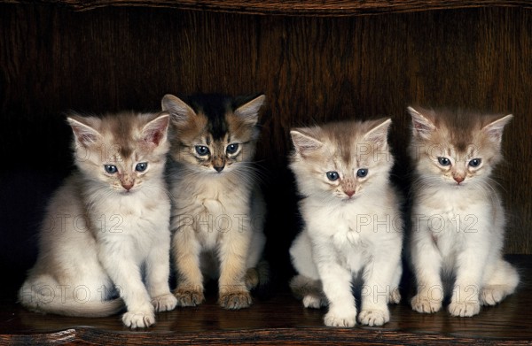 FAWN SOMALI DOMESTIC CAT, KITTEN SITTING