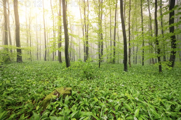 A forest illuminated by sunlight shining through the green leaves and creating a fresh atmosphere, wild garlic (Allium ursinum) growing on the forest floor, Buchberg, Blumberg, Baden-Württemberg, Germany, Europe