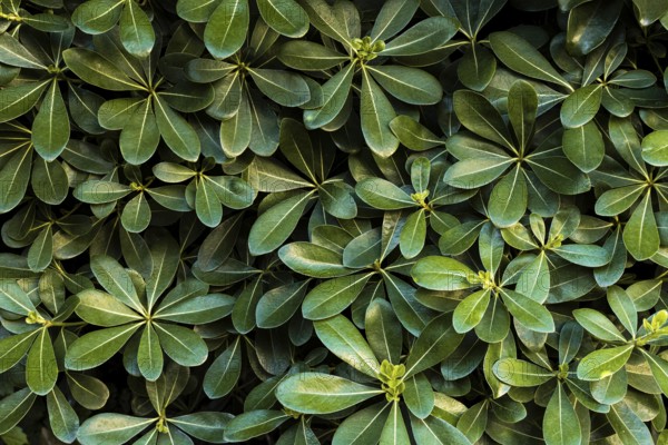 front view green leaves