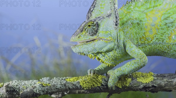 Close-up of mature Veiled chameleon (Chamaeleo calyptratus) eats praying mantis. Cone-head chameleon or Yemen chameleon and Transcaucasian tree mantis (Hierodula transcaucasica)