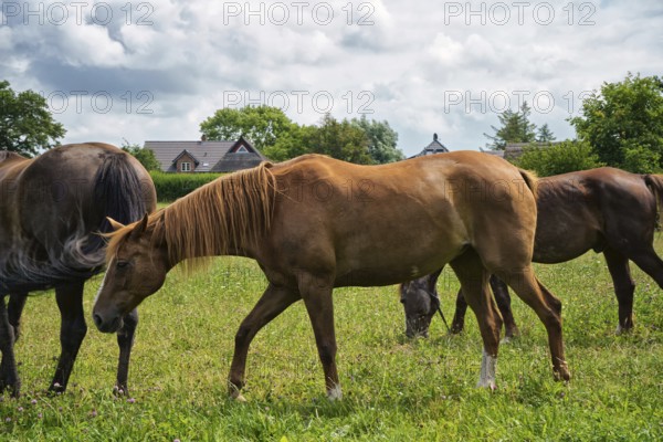 Horses grazing in the pasture
