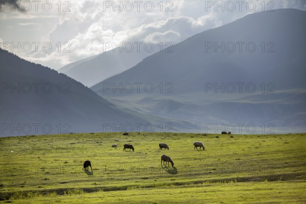 Group of sheeps pasturing in mountains. Kirghizia