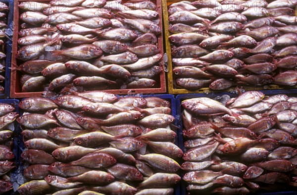 Fish being Packed for delivery to different places, Kerala, South India, India, Asia