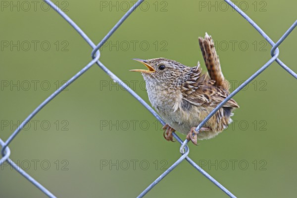 Sedge Wren