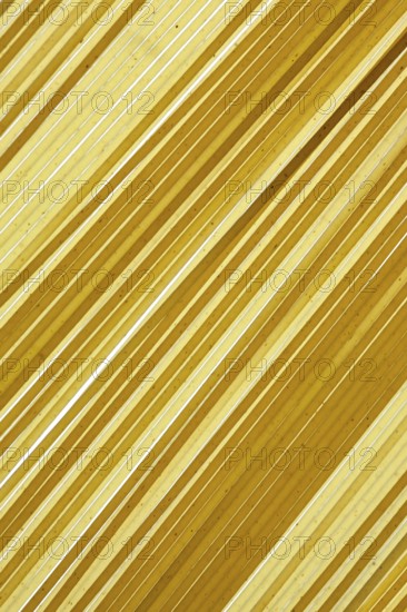 Close-up of spaghetti pasta on white