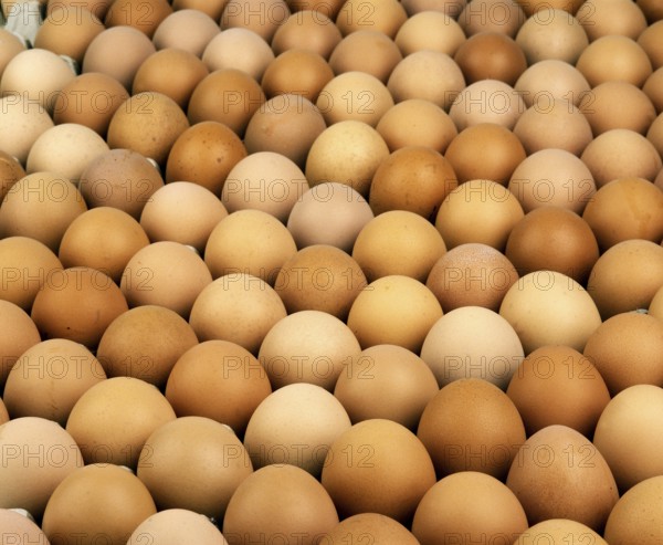 Chicken Egg, Chicken Eggs, Eggs, Display of Chicken Eggs