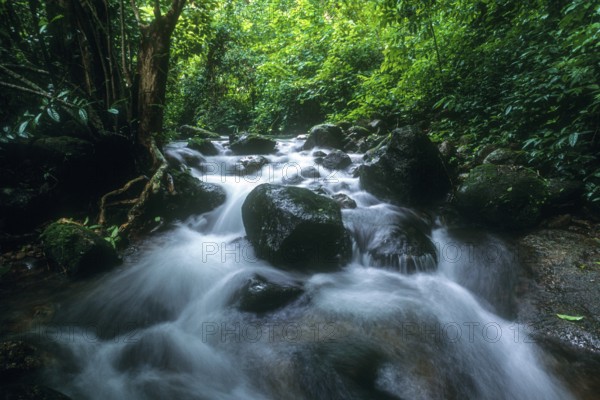 Mountain Spring in Western Ghats, Kerala, South India, India, Asia