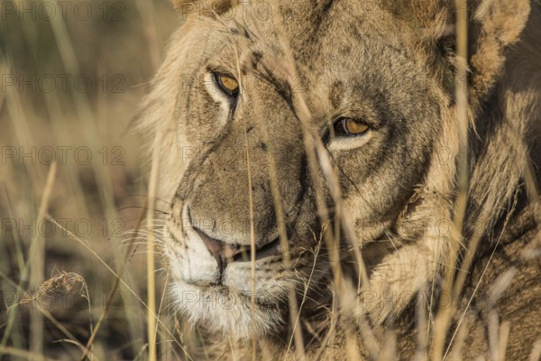 Adult, africa, african, animal, background, big, carnivore, cat, closeup, creature, danger, dangerous, endangered, environment, feline, fur, head, hunter, isolated, kenya, king, large, leader, leo, lion, loewe, looking, majestic, male, mammal, mane, mout