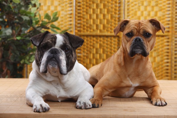 Olde English Bulldog, female, and mixed breed dog (English x French Bulldog), male, Continental Bulldog, Continental Bulldog, Bulldog mix, Bulldog mixed-breed