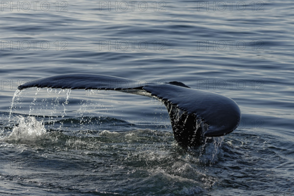 Fluke of humpback whale (Megaptera novaeangliae), Husavik, Iceland, Europe