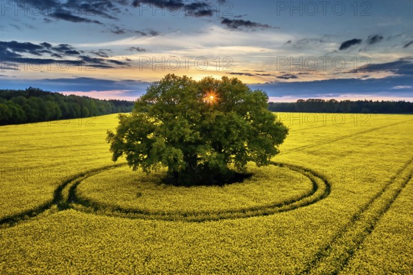 Rape seed field in may