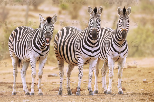 Steppenzebras, eins g