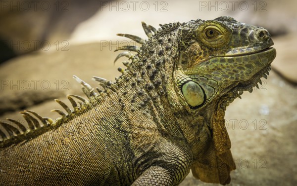 Latin name: Iguana Iguana. Size 150 cm totalling
