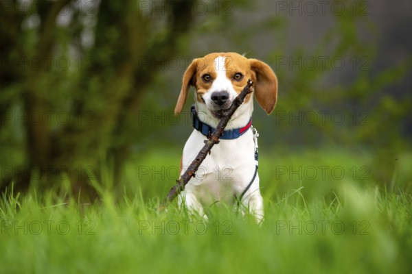 Dog Beagle running and jumping with stick through green grass field in a spring Dog themed background
