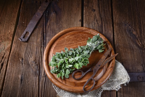 Aromatic oregano (Origanum vulgare)
