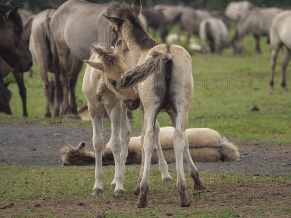 Two foals are facing each other in a pasture, surrounded by other horses, merfeld, North Rhine-Westphalia, Germany, Europe
