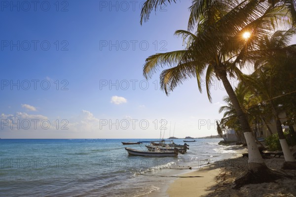Playa del Carmen beach palm trees in Riviera Maya Caribbean of Mexico