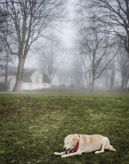Blonde Labrador in the park in foggy weather, Hamburg 2018