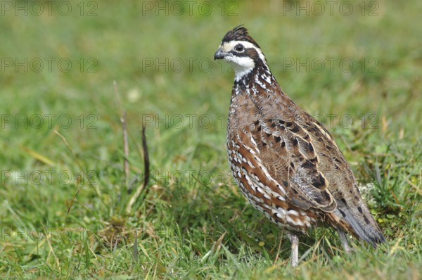 Male Northern Bobwhite, Virginia Quail or Bobwhite Quail, Colinus virginianus, a ground-dwelling bird native to the United States, Mexico, and the Caribbean, and a favourite with gamebird shooters, Central America