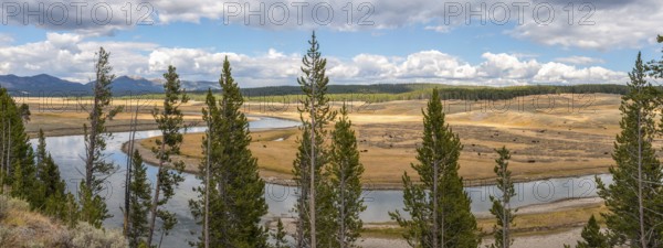 A buffalo herd grazing in the Hayden valley of Yellowstone NP, USA, North America