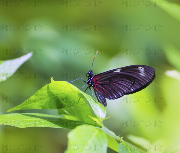 Red Postman butterfly Heliconius Erato Notabilis in green leaf outdoor