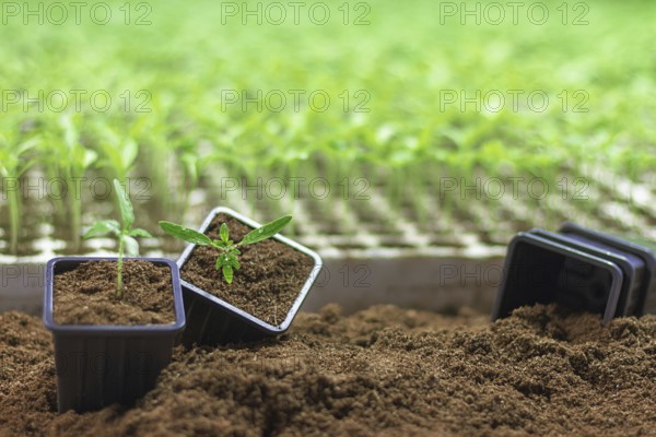 Potted seedlings growing. Small plant growing in clay pot on soil background. Selective focus